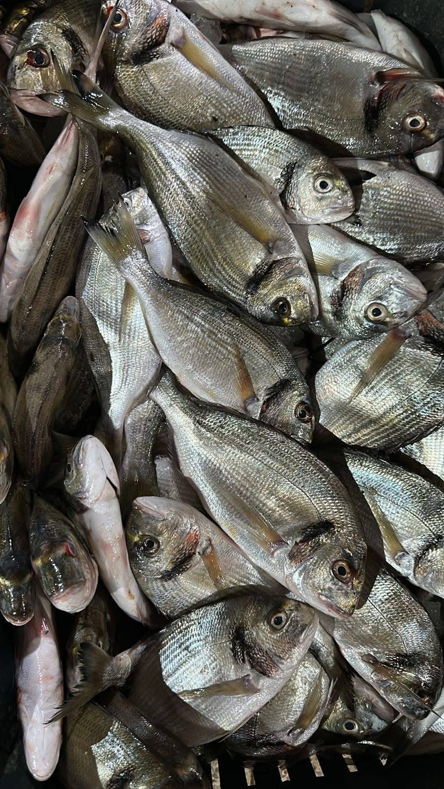 Fresh shrimp harvest at Ghalyoun